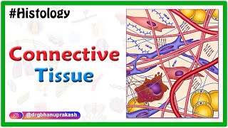 Histology of Connective Tissue usmle neetpg fmge mbbs [upl. by Nohsed]