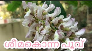 ശീമക്കൊന്ന പൂവ്  Gliricidia sepium Flowers [upl. by Murry251]