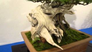 Noelanders Trophy 2012 Bonsai Exhibition Trees Part 1 [upl. by Aitnas]