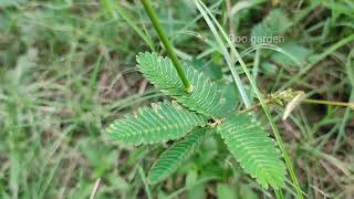 mimosa pudica plant touch me not plant  boo gardengarden [upl. by Claudette]