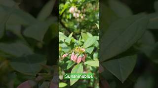 선샤인 블루Sunshine Blue남부하이부시 블루베리Southern Highbush Blueberry [upl. by Annadal]