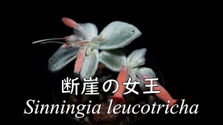 小動物のような塊根植物！ 断崖の女王 Sinningia leucotricha [upl. by Maiah619]