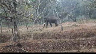 The diverse wildlife including tiger leopard and tusker elephant at kabini forest [upl. by Etienne]