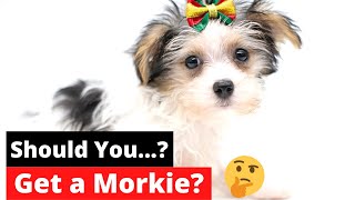 7 Shocking Facts about Morkie Maltese Yorkie mix  4th Fact Will Make or Break your dog [upl. by Murvyn]