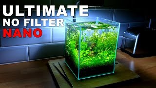 ULTIMATE NANO Aquarium How To 2 Gallon Fish Tank  No Filter No Heater No Ferts No co2 [upl. by Kauppi]