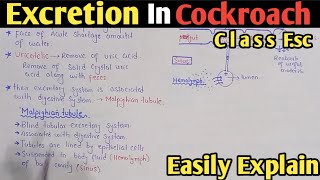 Excretion In Cockroach  Malpighian Tubules  Class 12 Biology [upl. by Pirzada]