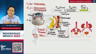 Urología  Aparato Reproductor Masculino Urología [upl. by Ahsyat]