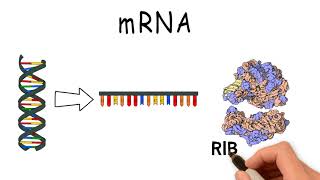 What are RNA mRNA and tRNA [upl. by Hares972]