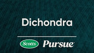 Introduction to Scotts® Pursue™ Dichondra Grass Seed [upl. by Drhcir]