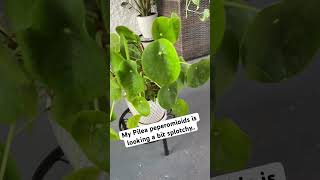 plants houseplants pileapeperomioides gardening plantlover houseplantcare [upl. by Lali]