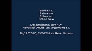 Brahmas blau Weil am Rhein 2972012 [upl. by Gnaht]