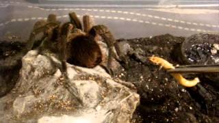 Tarantula Feeding Video 116  Its a Good oneTrust me LOL [upl. by Roselyn647]