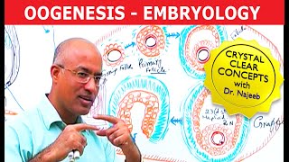 HIV life cycle How HIV infects a cell and replicates itself using reverse transcriptase [upl. by Einaffit]