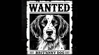 Brittany The Best Dog Youve Never Heard Of brittany dogbreed mydog dog [upl. by Teria76]