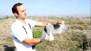 Black shouldered kite hula Valley [upl. by Perrine]