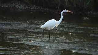 oiseau  grande aigrette [upl. by Fredericka99]