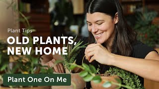 Gonialoe amp Dischidia Get a NEW HOME — Ep 298 [upl. by Wells]