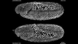 Fruitfly Drosophila complete embryonic development at high resolution [upl. by Allerim587]