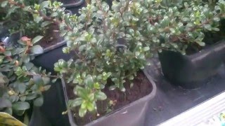 Ilex Crenata Green Lustre [upl. by Gilead493]