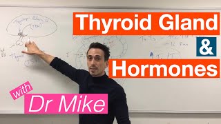 Thyroid Gland and Hormones [upl. by Nowujalo417]