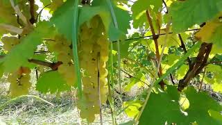 Vineyard on August 23 [upl. by Waldack163]