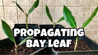 How To Propagate Bay Leaf From Cuttings  Laurus Nobilis  Bay Laurel [upl. by Aenit29]