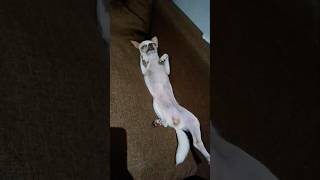 My Chihuahua Funny reaction funniestvideo viraldog chihuahua cutest funny [upl. by Yelkao]