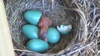 Baby Robin Hatching [upl. by Gershom]