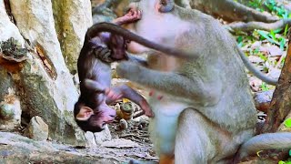 Today monkey mama very strange by catch her little baby monkey upside down [upl. by Neiviv]