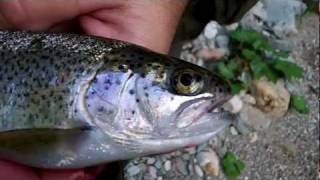 Adventure on Crooked Creek Roberts Rainbow trout catches [upl. by Dryfoos]