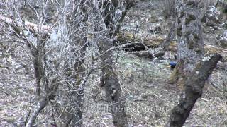 Himalayan Monal Pheasant at Dodital Lake [upl. by Anatak943]