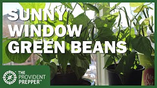 Grow Fresh Green Beans All Winter Long in a Sunny Window Inside Your Home [upl. by Isborne]