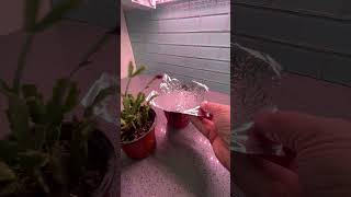 How to Save An Overwatered ChristmasThanksgiving Cactus shorts gardening christmascactus [upl. by Hegarty]