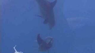 Mating Bottlenose Dolphins Belize  Ocean Animals  Creature Feature [upl. by Cele]