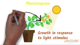 4 Types of TROPISM Made Easy [upl. by Anson]