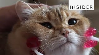 This Device Lets You Give Your Cat A Massage [upl. by Eded94]