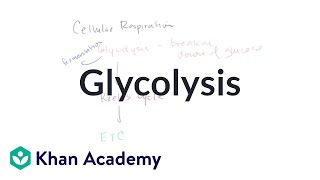 Overview of glycolysis  Cellular respiration  Biology  Khan Academy [upl. by Atsirc]