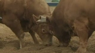 Bull fights another bull in South Korean bullfight [upl. by Yraeg872]