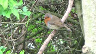 Robin UK Wildlife [upl. by Marsha]