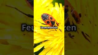 Feuerwanzen Fakten Unglaublich facts fakten wissen deutsch erstaunlich insekten shorts [upl. by Ahsimit518]