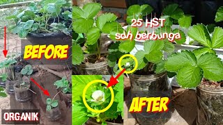 Plant Strawberries  Cara Tanam Strawberry Dalam Pot Agar Subur Cepat Berbuah [upl. by Almeta536]