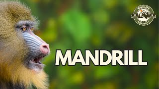 Mandrill🐒 The Worlds Largest Monkeys [upl. by Avon]