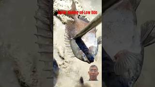 Spear Fishing on Low tide DIY spears [upl. by Macilroy872]