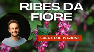 Ribes da fiore tutto quello che cè da sapere per averlo nel proprio giardino [upl. by Laen]