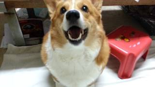 Barking corgi [upl. by Uta]