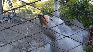 Angry Goose  angry hissing geese [upl. by Balliol]