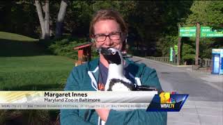 Video Baltimore Marathon passes through The Maryland Zoo [upl. by Hwang]