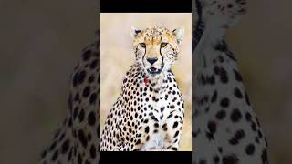 cheetahfacts rare cheetah facts cool cheetah facts song cheetah facts cheetah facts 7 facts [upl. by Harbard30]