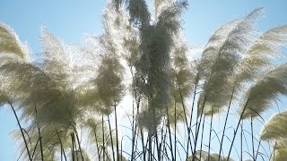 Cortaderia  Lijepi cvijet iz Čađavice [upl. by Jeffries480]