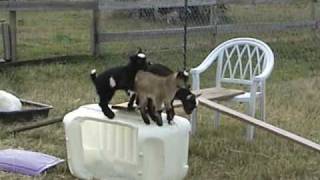 2 week old baby goats playing [upl. by Finegan]